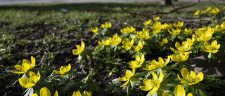 Värmen är här för att stanna – då sjunker temperaturen