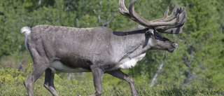 Ren sprang in i mataffär      