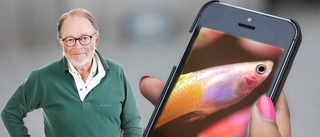 Tiberg: Mobilen gör dig till en guppy