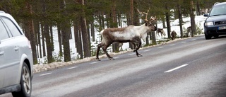 Renar stoppar trafiken