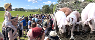 Grissläpp: Hundratals jublande barn och chockade grisar möttes