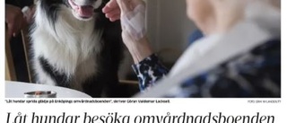 Hundar på boenden inte helt okomplicerat 