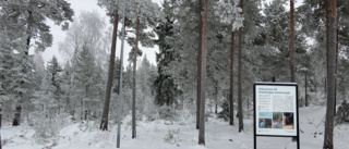 Ny belysning ska göra Stadsskogen tryggare