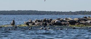 Upplev sälsafari med Bråvikslinjen