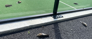 Otäcka synen på padelbanan – fullt med döda fåglar 