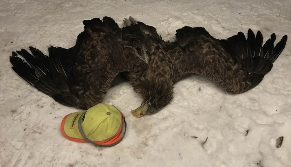 Havsörnen dog vid kollisionen. Här med en keps intill för att få en uppfattning av storleken.