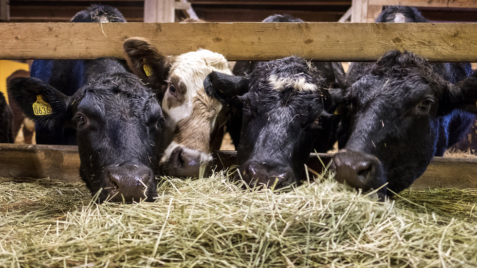 Det är viktigt att öka produktionen av växtbaserade proteiner inom EU och avveckla animalieindustrin, anser skribenterna.