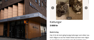 Kvinna sålde kattungar som inte fanns – döms för bluffen