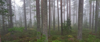 Naturens konstverk             