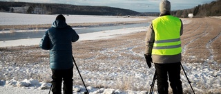 Område för skyddad art kan störas av kraftledningen