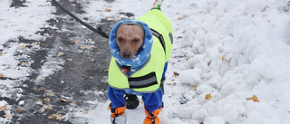 Hunden Cruch har pälsat på sig – men solen är på väg