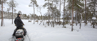 Stora snömängder ställer till problem för renarna 