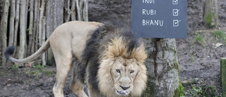 Dystert på London Zoo: "Overkligt"