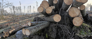 Avverkade skog i naturreservat – får böta