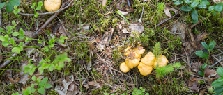 Hedlandets naturreservat förstörs 