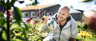 Låt den läckra liljan blomma ut