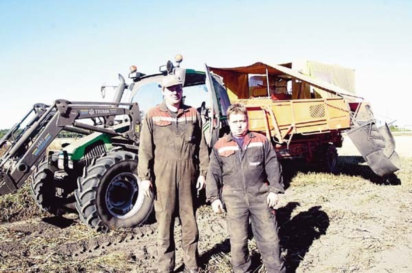 Johan Karlsson kör traktorn och Kenny Lindh sköter sorteringen på potatisplockaren ute på "Maderna", ett mycket dammigt arbete.