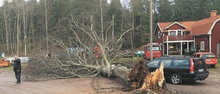 Björken blev stormens offer