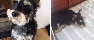 Tuffe attackerades av en stor hund