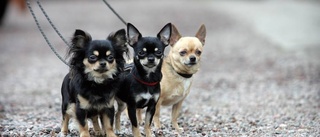 Chihuahua attackerad och riven på magen