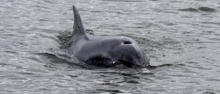 Död flasknosdelfin funnen i Östersjön