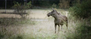 Bil krockade med älg