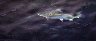 Vad händer med fisken i Linaälven?