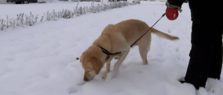 TV: Hundbajs - en het fråga