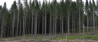 Stora skador på svenska skogen