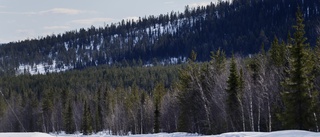 Pandemin har gjort fler sugna på skog och mark 