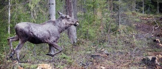 Död älg dumpad i skogen