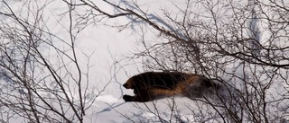 Strid om skyddsjakt på järv