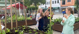 Nu växer miniparkerna åter på Stora torget