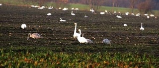 Starkt landsbygdsfokus