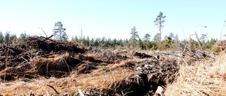 Varnar för att den gotländska skogen sinar