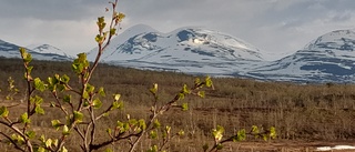 Läsarbilden: Lövsprickning    