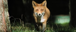 Rävbråk bland öns jägare