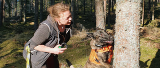 Specialtränade hundar sätts in i kampen mot granbarkborrarna