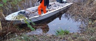 Därför tas tonvis med fisk upp ur de östgötska sjöarna