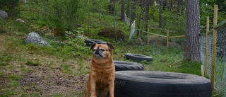 Efter år av påtryckningar blir hundägare bönhörda – rastgård blir verklighet