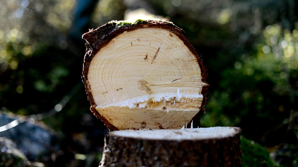 Som privat skogsägare är det lätt att ta emot gratis rådgivning från virkesköparen i samband med avverkning. Följden blir att skogen sköts utifrån industrins behov av råvara, när det istället borde vara skogsägarens egna ambitioner med skogen som styr skogsskötseln, skriver företrädare för Skogssällskapet.