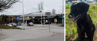 Cita blev rädd för smällare - rymde och blev påkörd