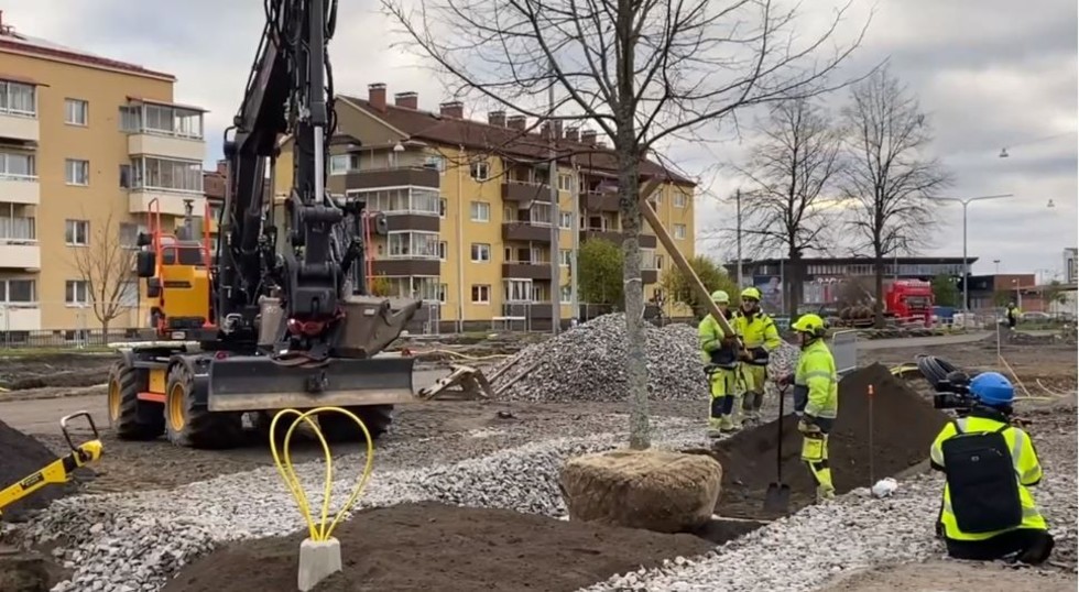 Sådär, nu ska den första linden ner i marken. Det kräver en hel del pill, allt ska bli rätt så att det blir en rak linje.