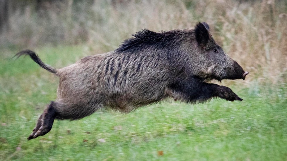 Ett utbrott av afrikansk svinpest har konstaterats i området runt Fagersta. Arkivbild.