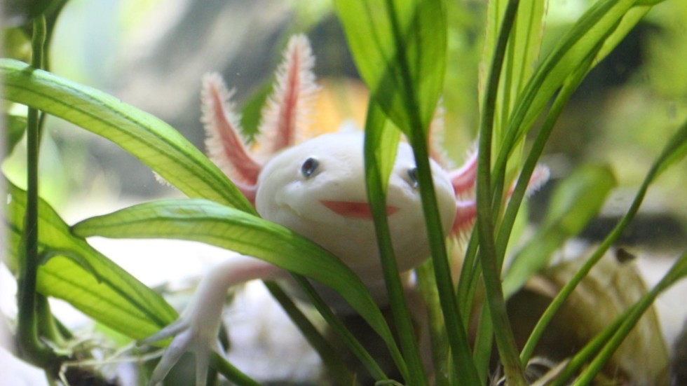 I det vilda finns axolotlar – som Stefan – enbart i kanalerna i Xochimilco i Mexico City.