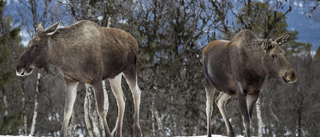 Längre sammanhängande jaktsäsong minskar viltskadorna