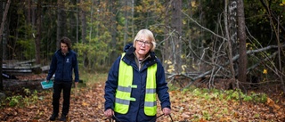 Fruktad snigel intar länet: "Kan finnas tusentals"