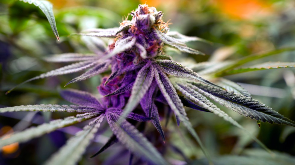 Den cannabis som säljs i dag är betydligt starkare än den som såldes för bara några år sedan. Arkivbild.