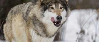 Skyddsjakt på varg i Värmland