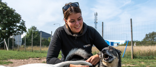 Hunddagisen fylls och hundpensionaten töms